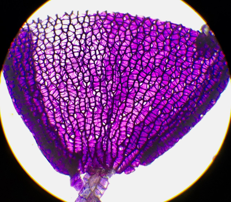 Sphagnum divinum